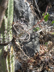 Tillandsia intermedia