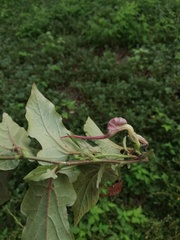 Aristolochia nelsonii
