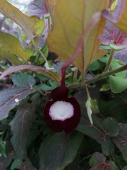 Aristolochia nelsonii