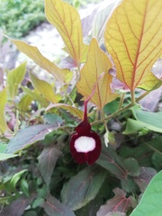Aristolochia nelsonii