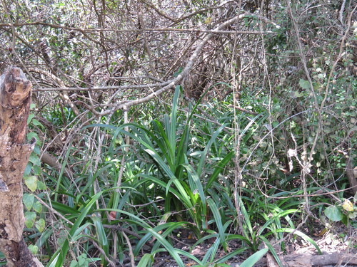 Hymenocallis concinna, photograph 1