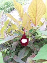 Aristolochia nelsonii