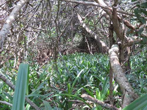 Hymenocallis concinna, photograph 2