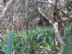 Hymenocallis concinna, photograph (c) Alexis López Hernández, some rights reserved (CC BY)