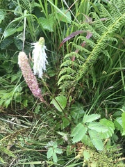 Sanguisorba stipulata