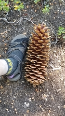 Pinus lambertiana