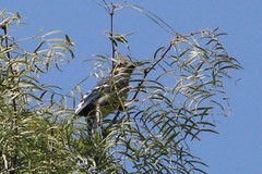 Cyanocitta cristata