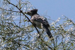 Cyanocitta cristata