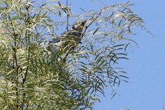 Cyanocitta cristata