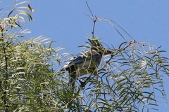 Cyanocitta cristata