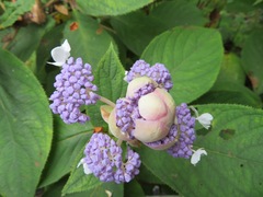 Hydrangea involucrata