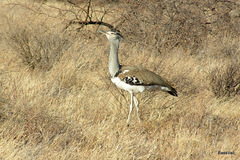 Ardeotis kori struthiunculus