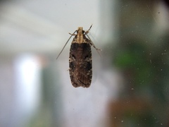 Agonopterix liturosa