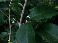Eugenia pseudopsidium
