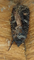 Actebia fennica