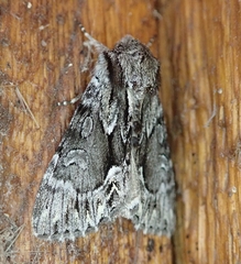 Hyppa contrasta