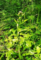 Erigeron acris kamtschaticus