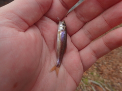 Clinostomus funduloides