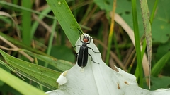 Epicauta atrata
