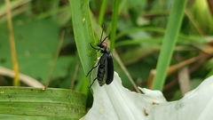 Epicauta atrata