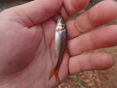 Clinostomus funduloides