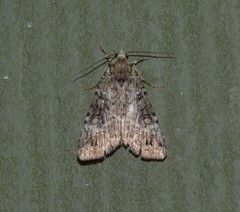 Anaplectoides prasina