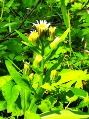 Erigeron acris kamtschaticus