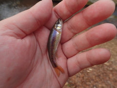 Clinostomus funduloides