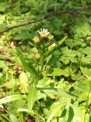 Erigeron acris kamtschaticus