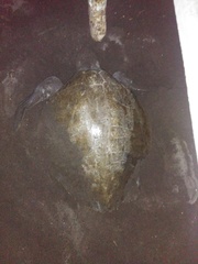 Lepidochelys olivacea