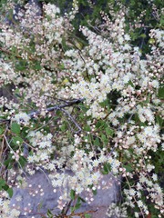 Holodiscus discolor glabrescens