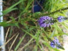 Veronica longifolia
