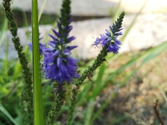 Veronica longifolia