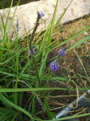 Veronica longifolia
