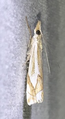 Crambus bidens