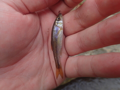 Clinostomus funduloides