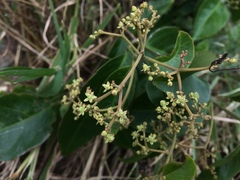 Hippocratea volubilis