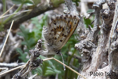 Pseudolucia argentina