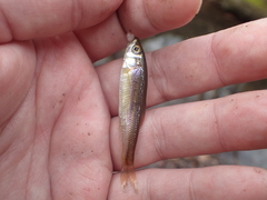 Clinostomus funduloides