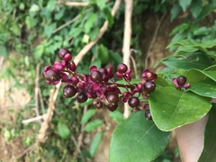 Trichostigma octandrum