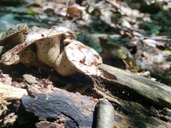 Cerioporus squamosus