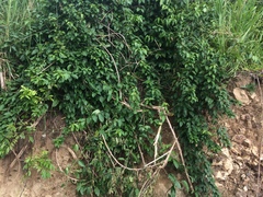 Trichostigma octandrum