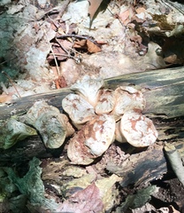 Cerioporus squamosus