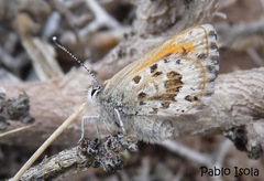 Pseudolucia argentina