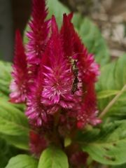 Cletomorpha