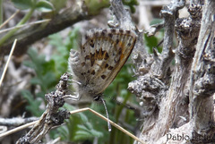 Pseudolucia argentina