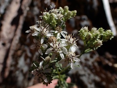 Sericocarpus oregonensis