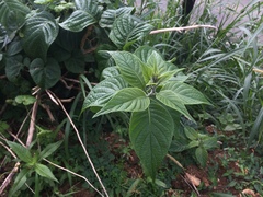 Heliotropium verdcourtii