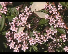 Boronia mollis