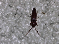 Dicrepidius corvinus